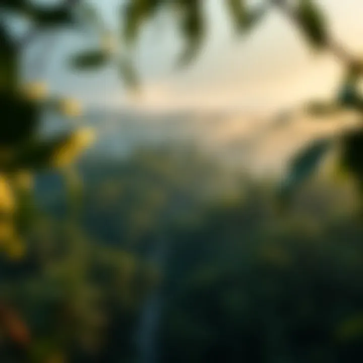 Dense Brazilian rainforest with diverse wildlife under changing weather conditions